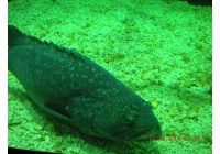 Manila Ocean Park